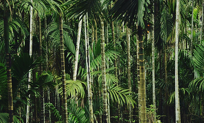 Tropical Palm Forest