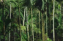 Tropical Palm Forest