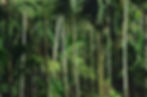 Tropical Palm Forest
