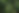Tropical Palm Forest