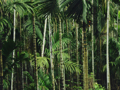 Como a Amazônia reinventou a Páscoa?