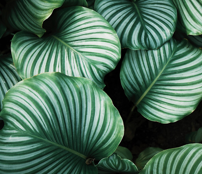 Green Leaves