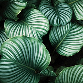 Tropical Green Leaves