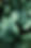 Green Leaves