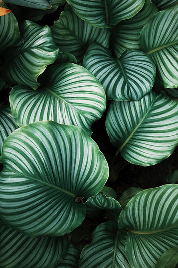 Tropical Green Leaves