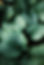 Green Leaves
