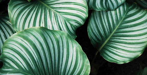 Tropical Green Leaves