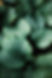Hojas verdes