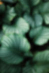 Green Leaves