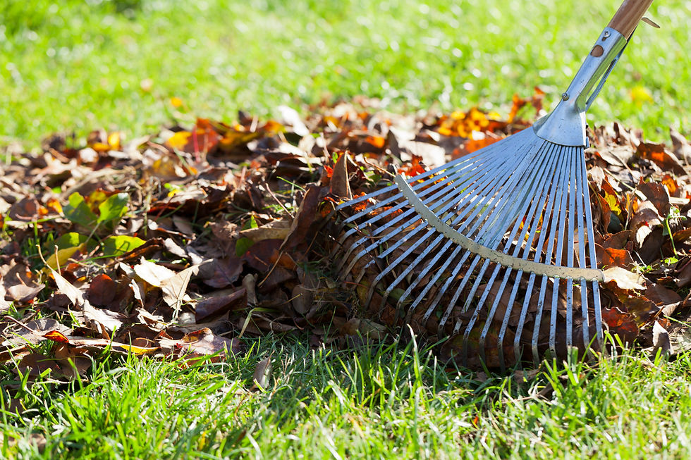 close-up of a rake next to a pile of fallen leaves