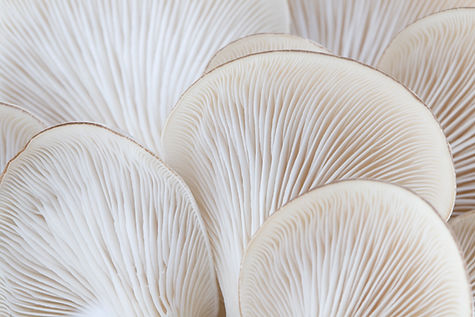 Mushrooms Close-Up