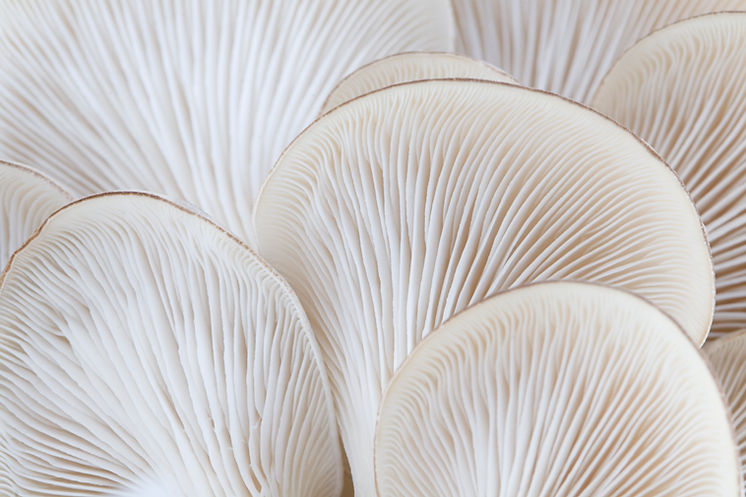Mushrooms Close-Up