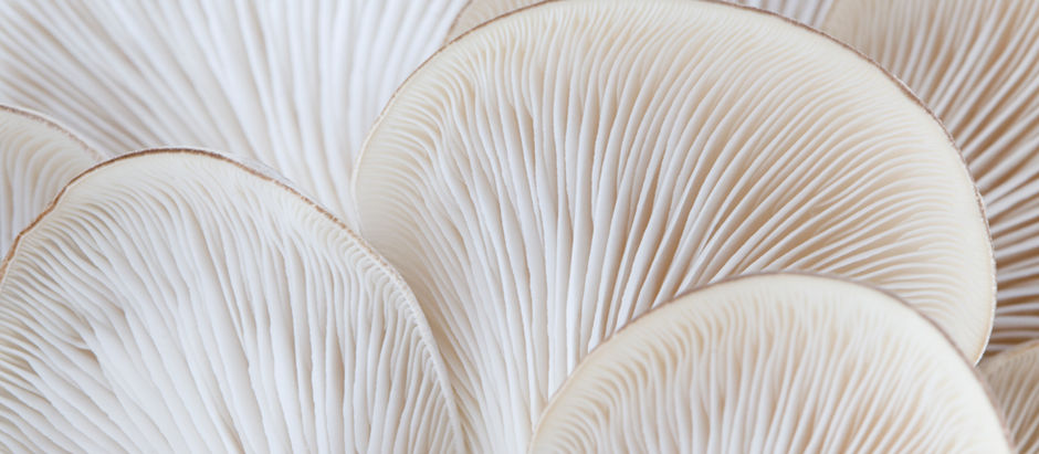 A Plastic Alternative That Won't Outlive You. And It Grows Itself