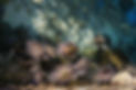 Sea Turtles