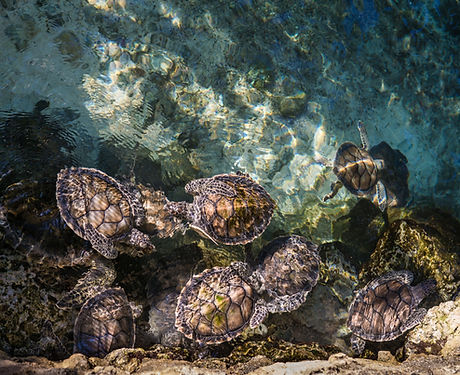 Tortugas marinas