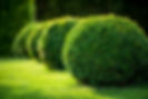 A row of meticulously shaped, lush green spherical bushes on a well-kept lawn