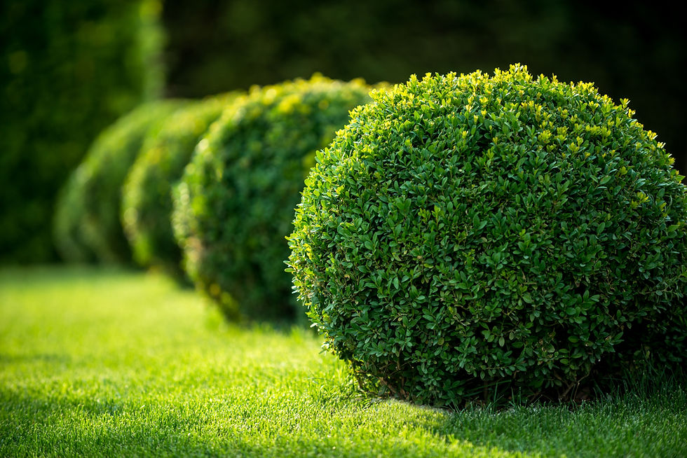 Meticulously pruned spherical boxwood topiaries set along a vibrant green lawn