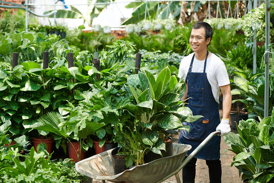 Vietnamese man pushing wheelbarrow full of plants with lush leaves in a greenhouse