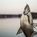 Caught Fish Hooked