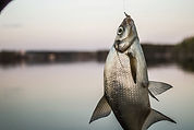 Fish Caught in Hook