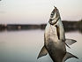 Fish Caught in Hook
