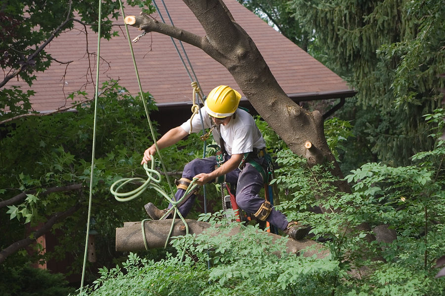Tree worker in yellow helmet and harness climbing a tree with ropes