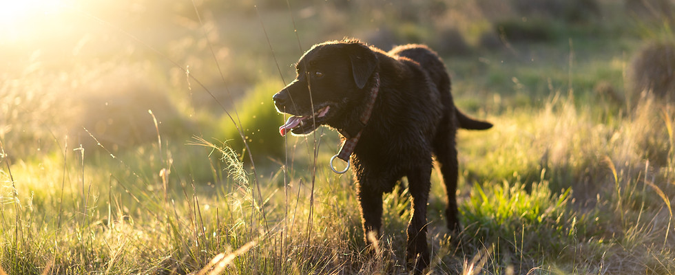 Hund in der Natur