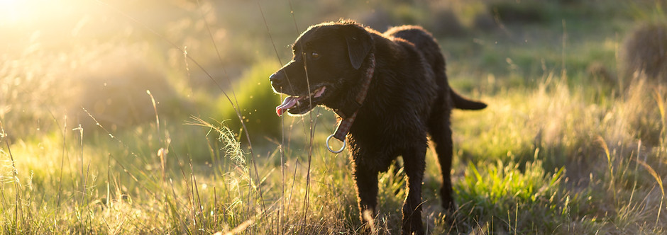 Dog in Nature