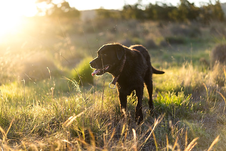 Dog in Nature