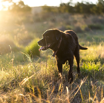 Dog in Nature