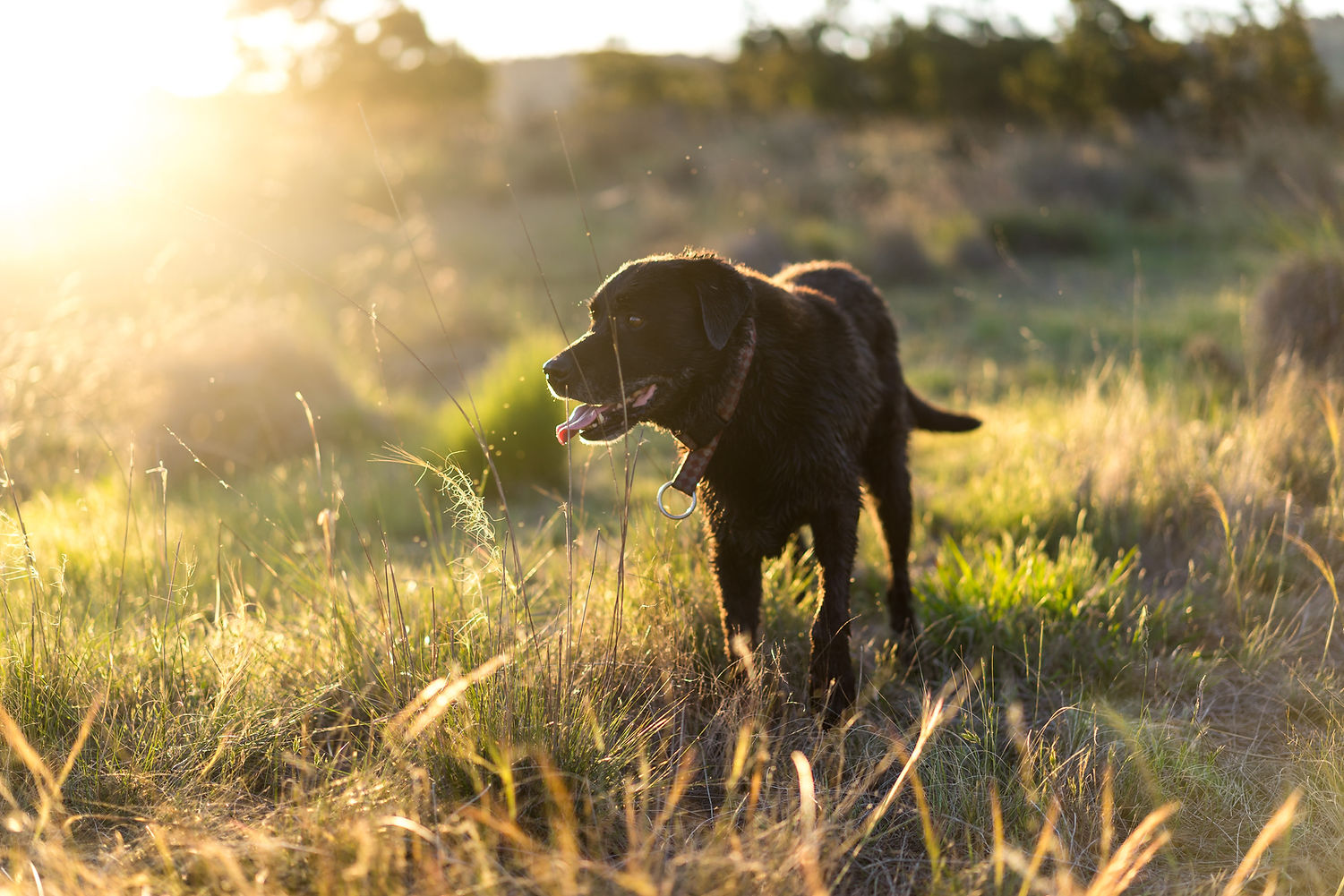 Dog in Nature