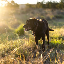 Chien dans la nature