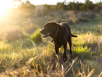 Dog in Nature