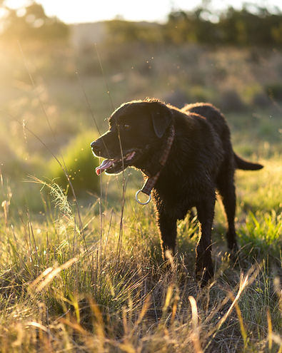 Dog in Nature