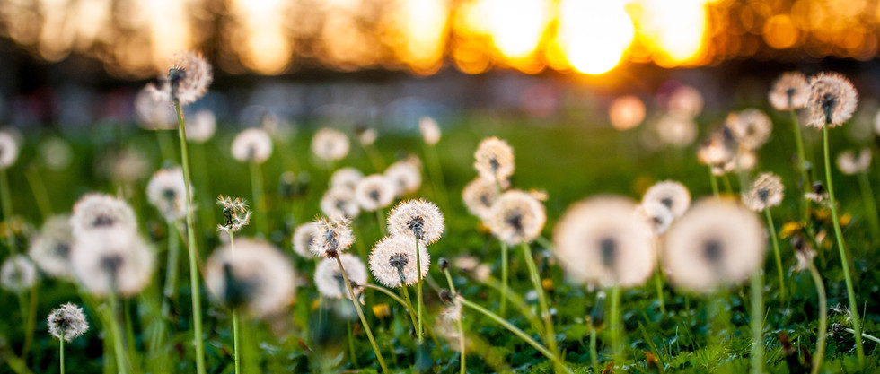 Dandelion Seeds