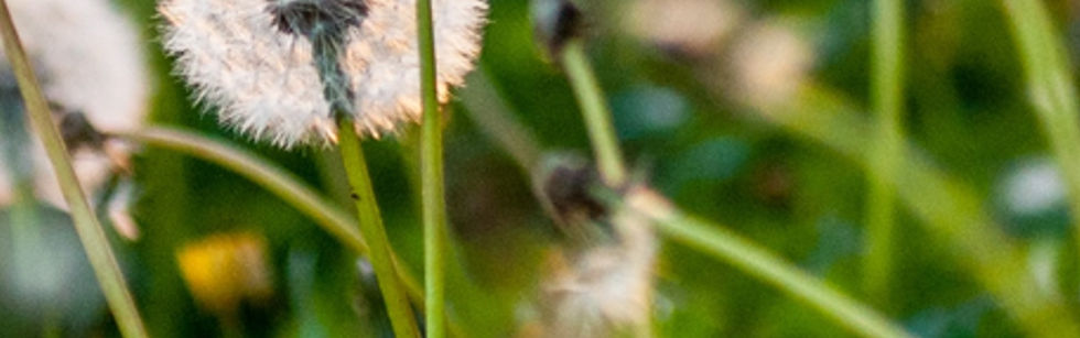 Dandelion Seeds