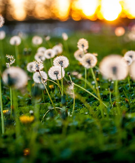 Dandelion Seeds