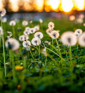 Dandelion Seeds