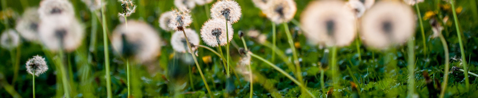 Dandelion Seeds