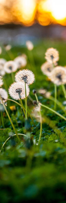 dandelions in green grass