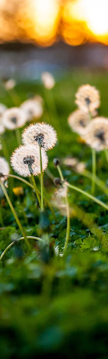 Dandelions in green grass