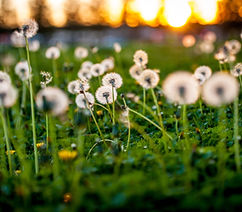 Dandelion Seeds
