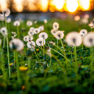 Dandelion Seeds