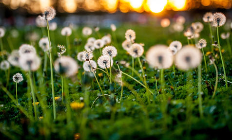 Dandelion Seeds