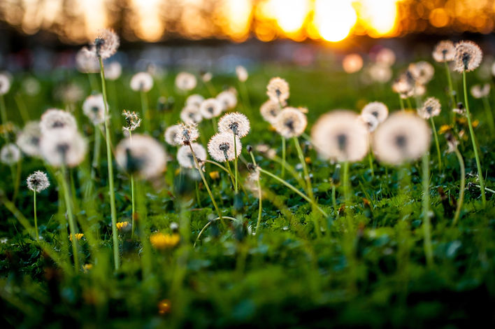 Dandelion Seeds
