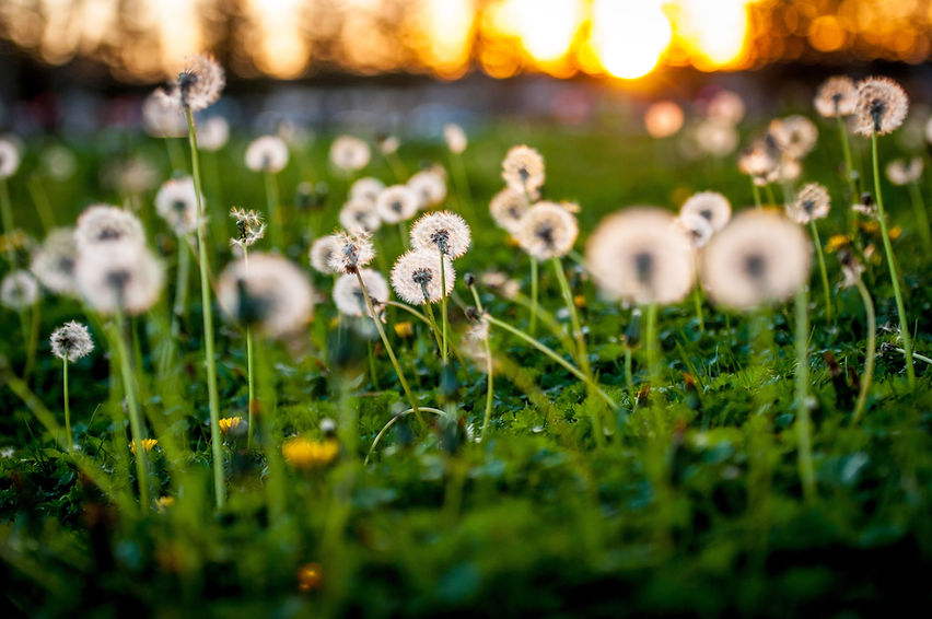 Dandelion Seeds