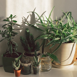 鉢植え