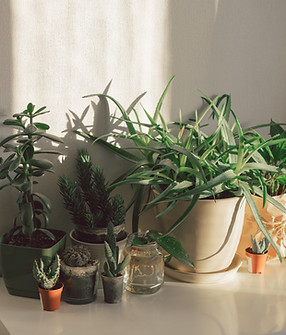 Pot plants