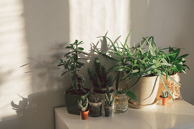 Pot plants
