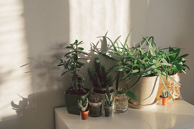 Pot plants